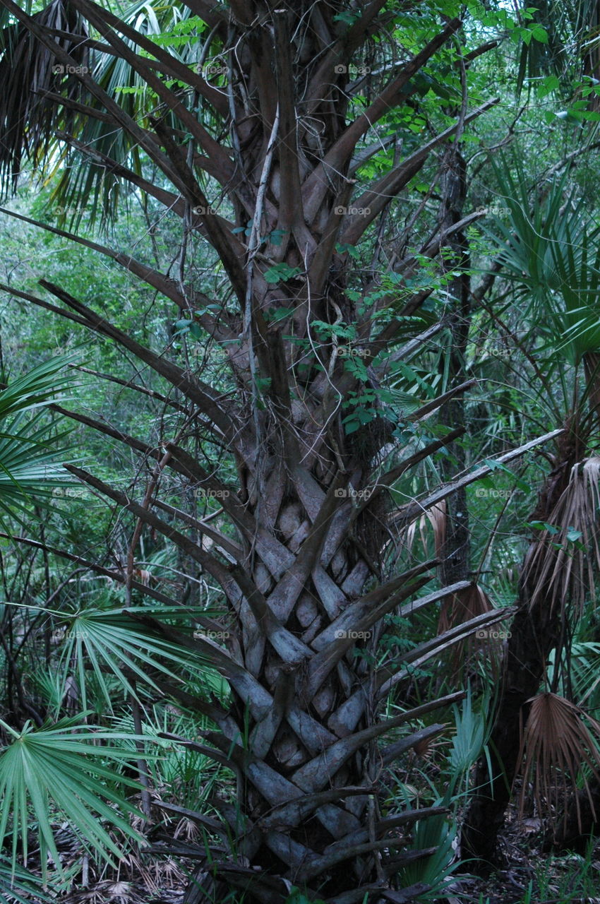 A palm tree trunk 