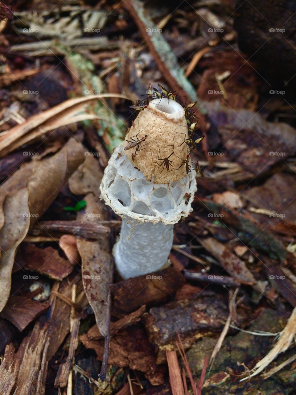 Morning,mushroom full of insects, insects’ breakfast 