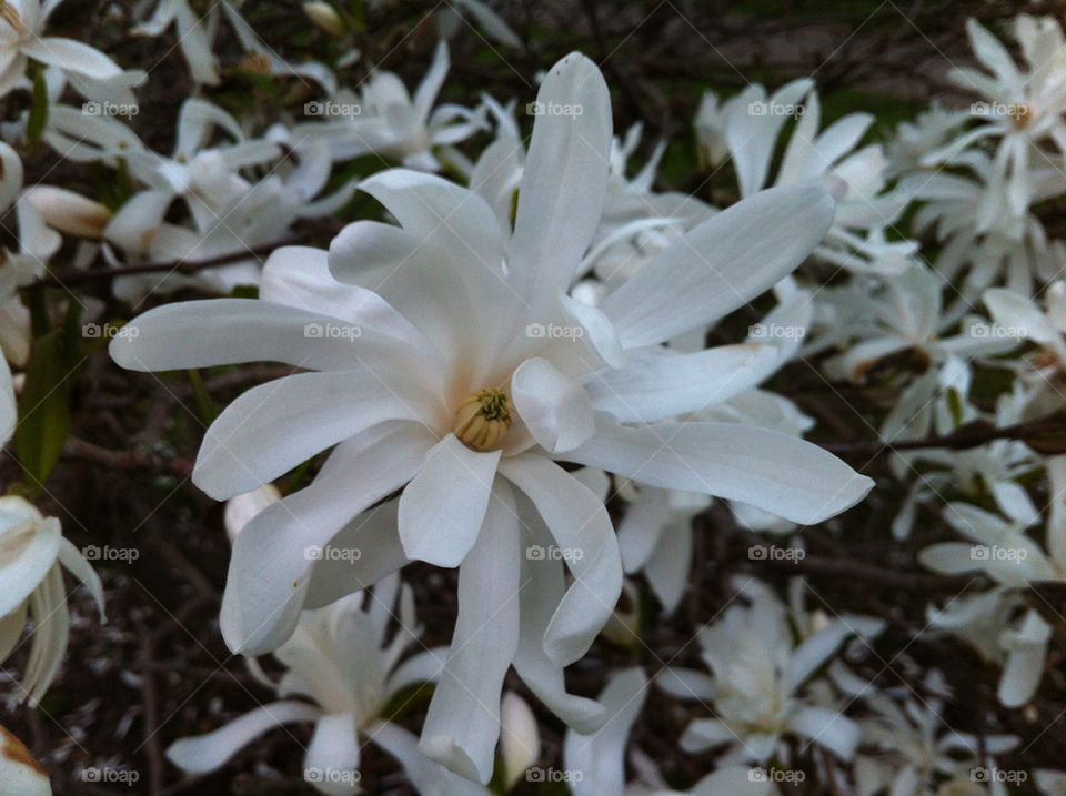 White flower