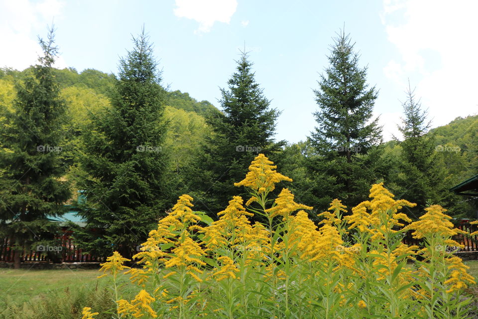 Summertime and nature is blooming 