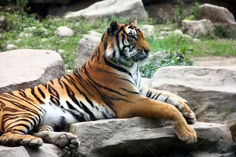 Tiger relaxing after its dinner