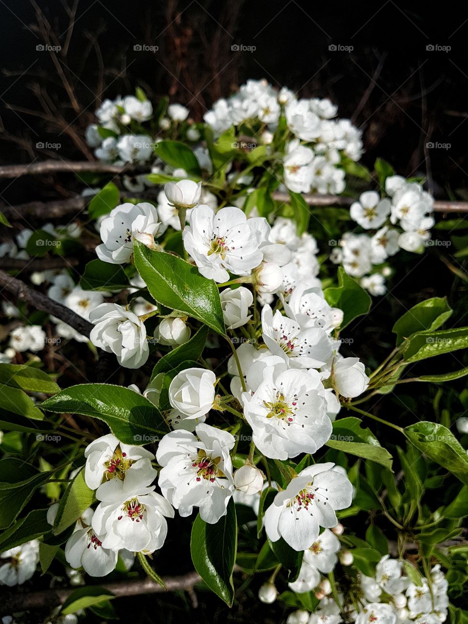 spring blooming cherry