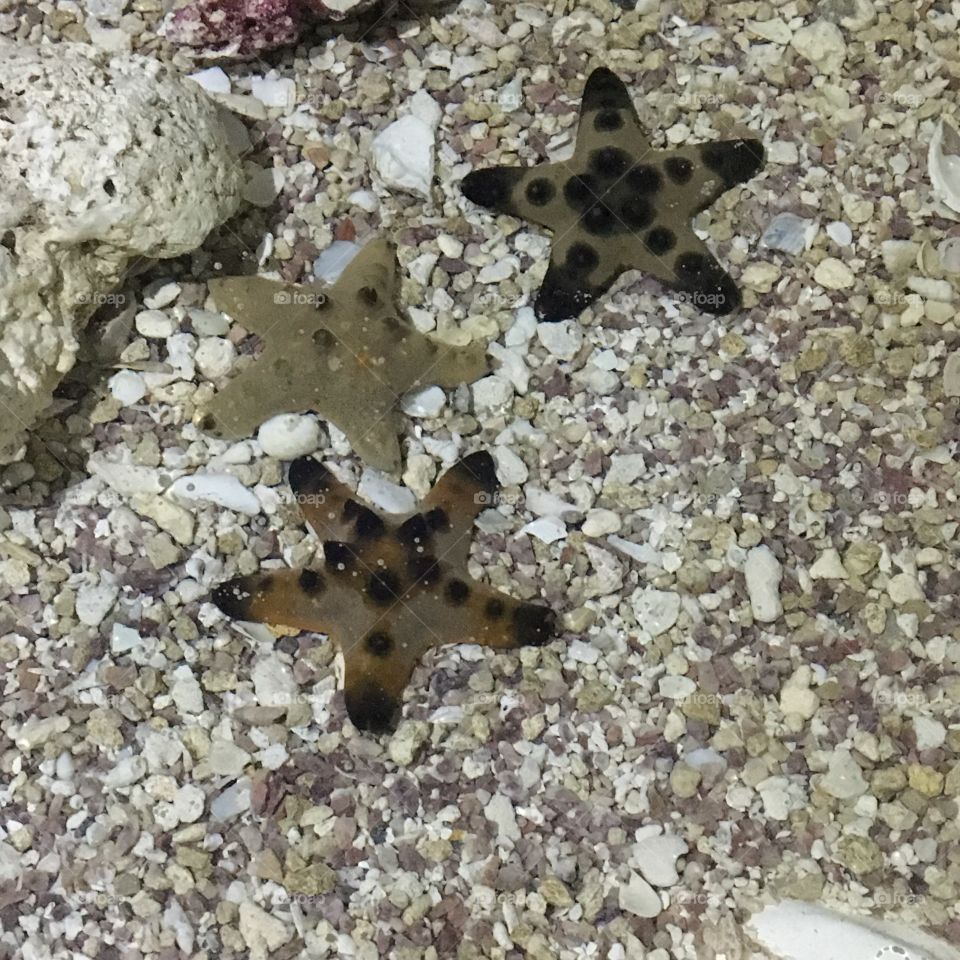 Starfish 
