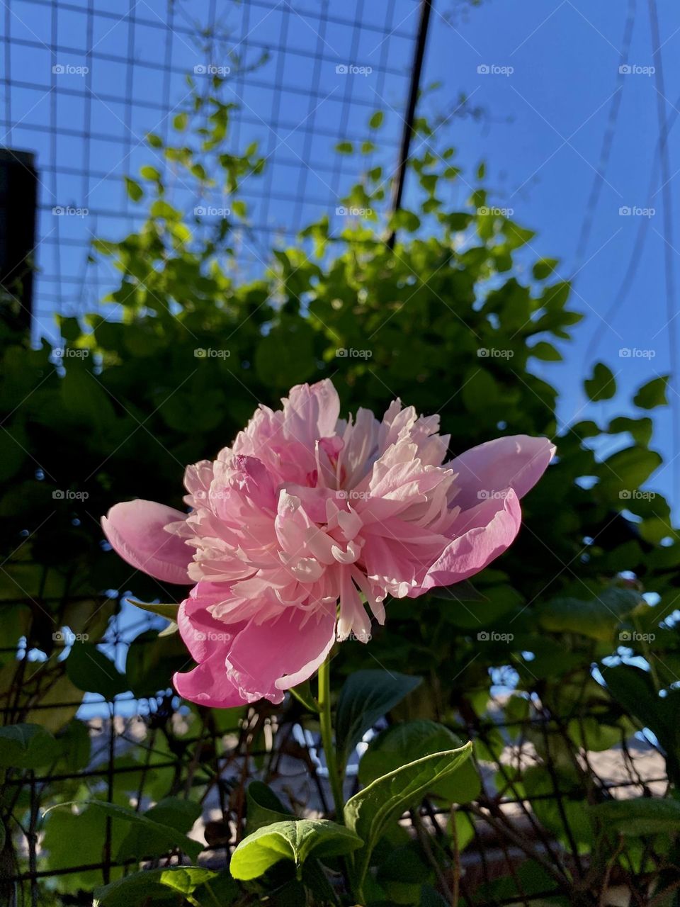 bright colors in minimalism