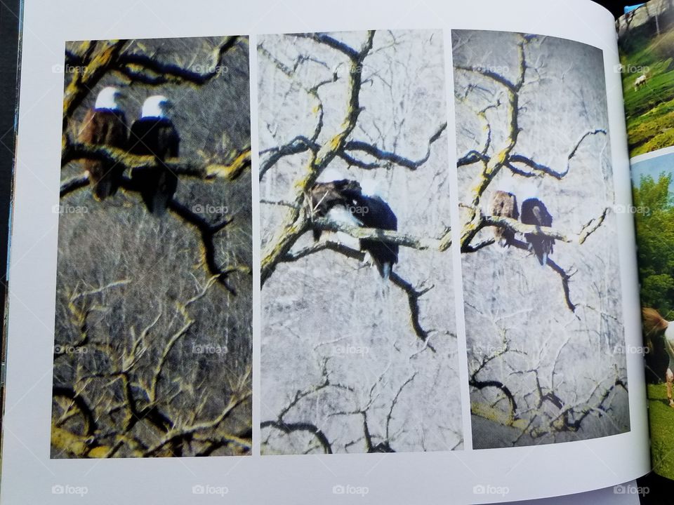 These are pictures I took of  a pair of eagles we seen on Valentine's day. They looked to be in love, with hugging and kissing going on.  We sat and watched them for a hour.