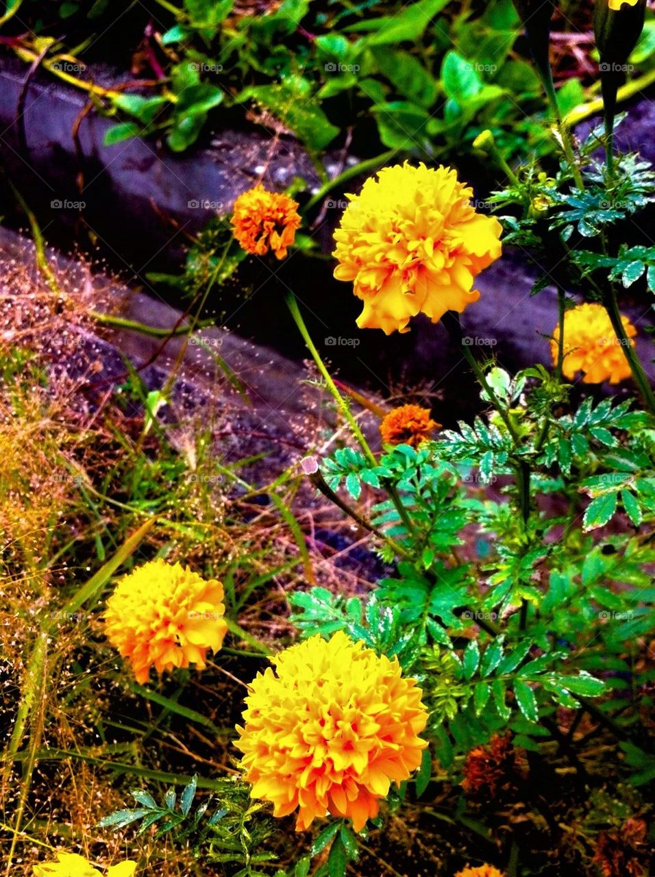 Marigold flowers