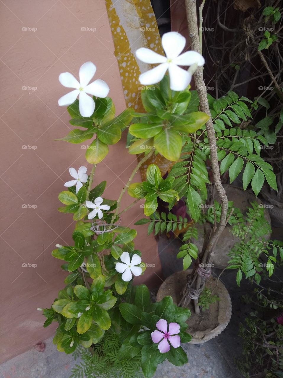 periwinkle white flower looks very beautiful generally found everywhere fresh seasonal looking very beautiful generally found everywhere fresh seasonal