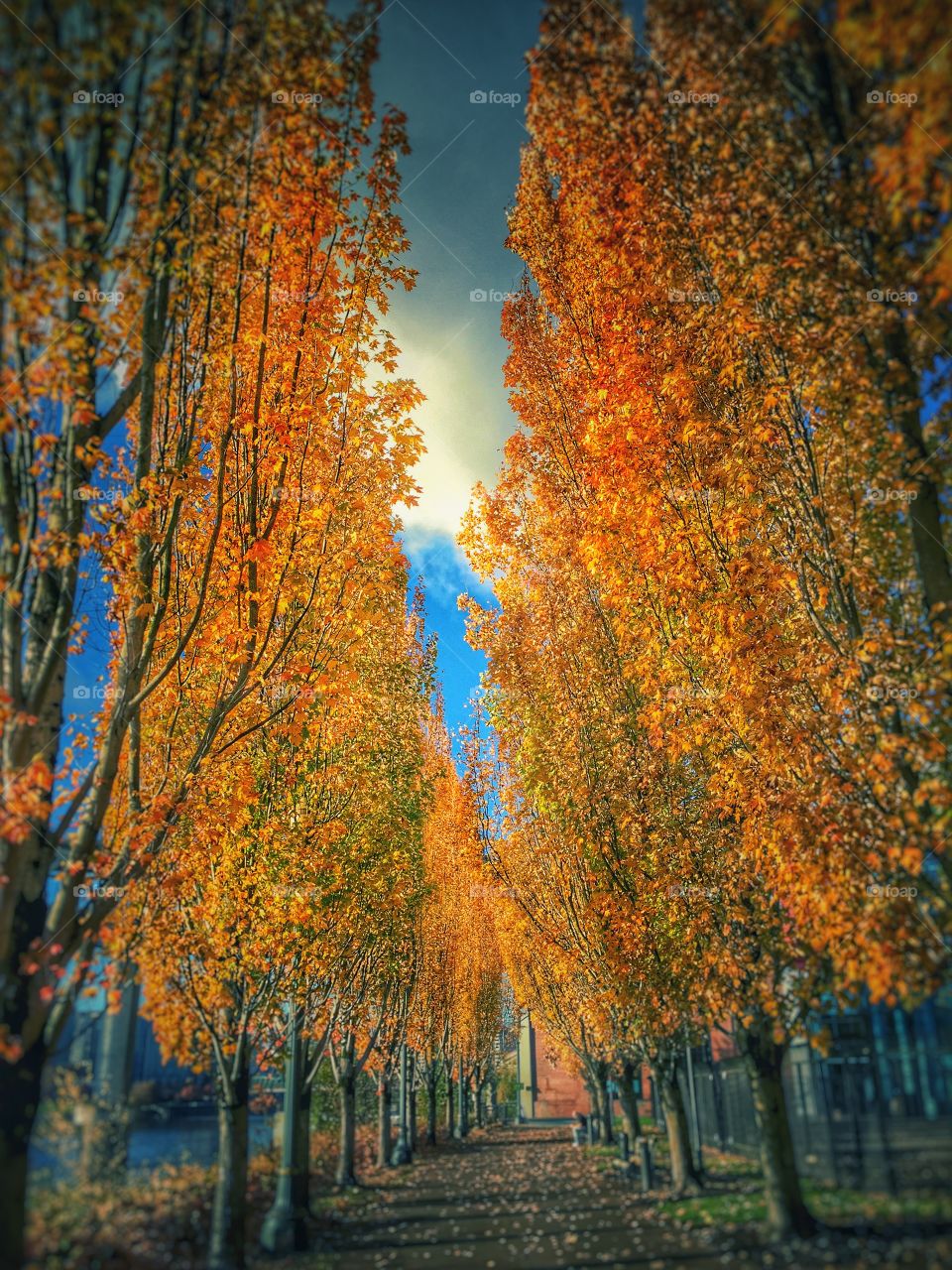 Walkway through trees during autumn
