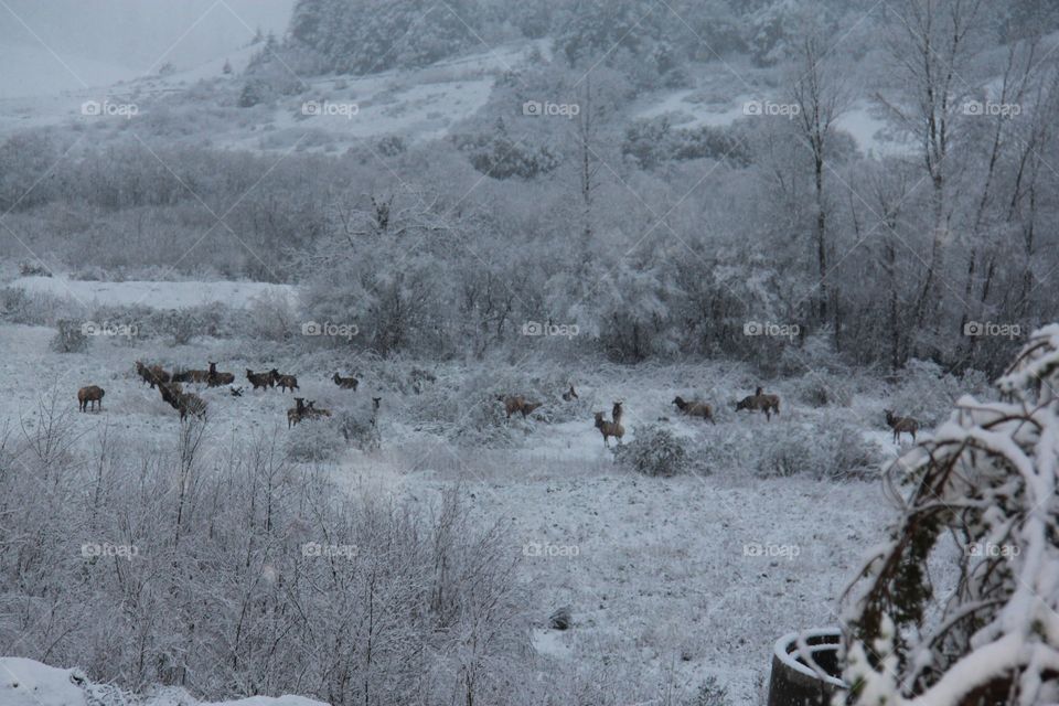 Elk Herd in Oregon Winter