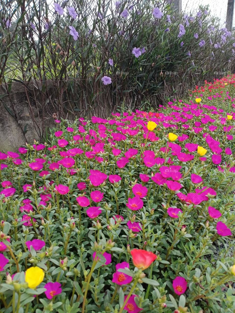 Hoa mười giờ Tím.