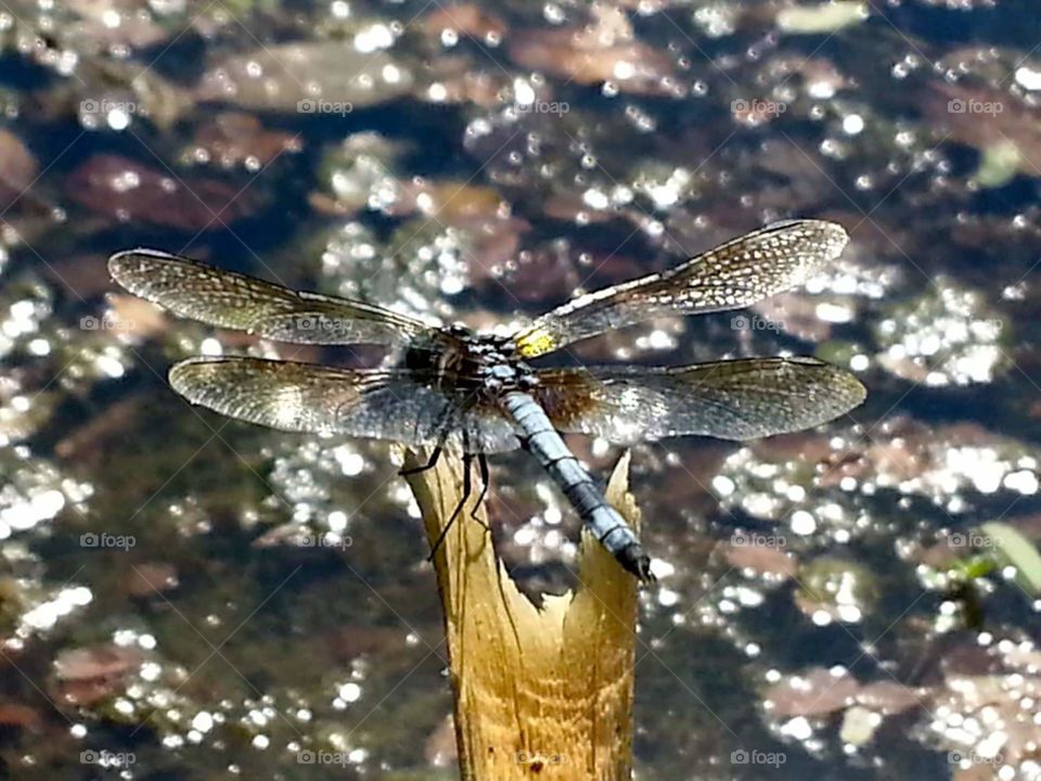 Nature, Wildlife, Invertebrate, Outdoors, No Person