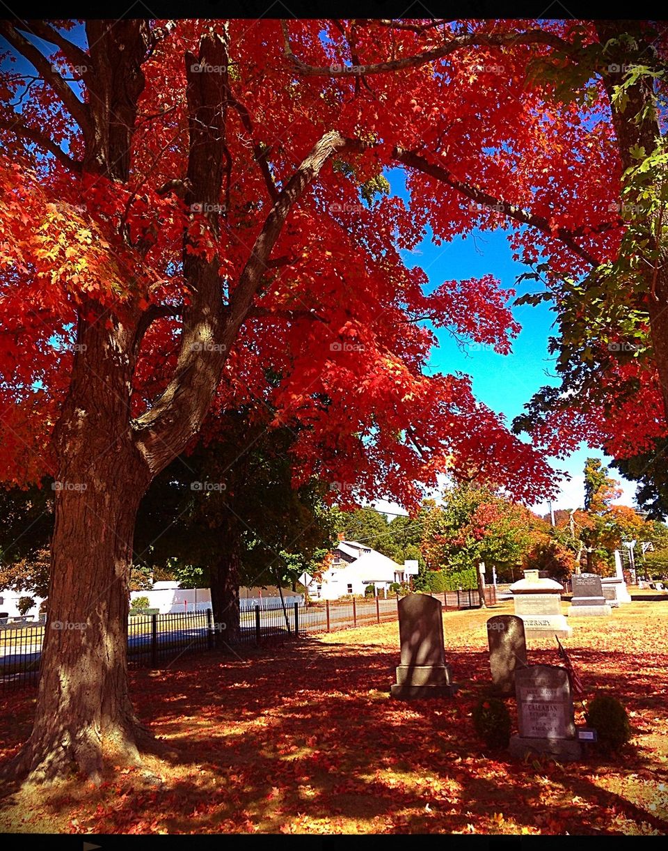 The splendor of Autumn