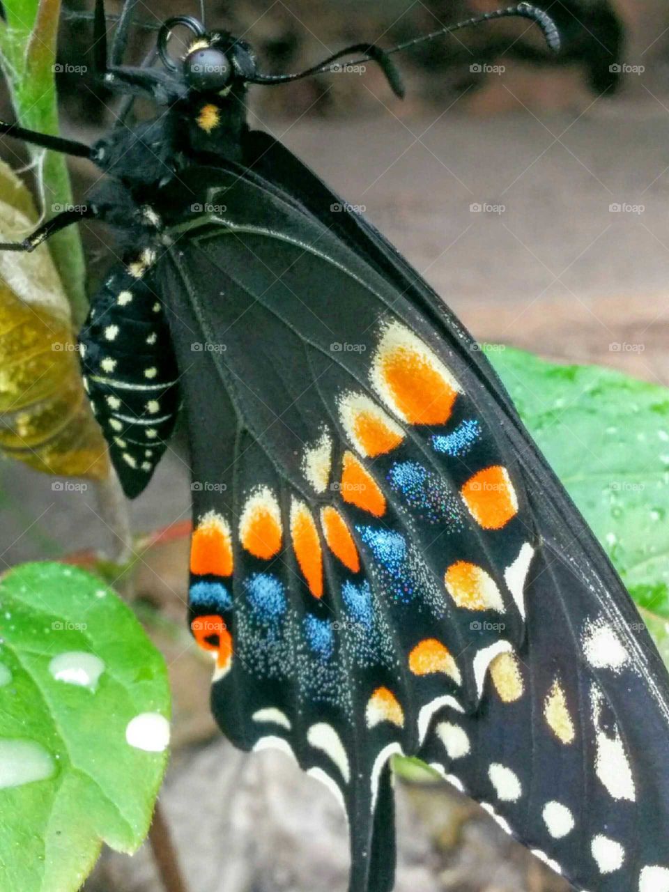 Butterfly