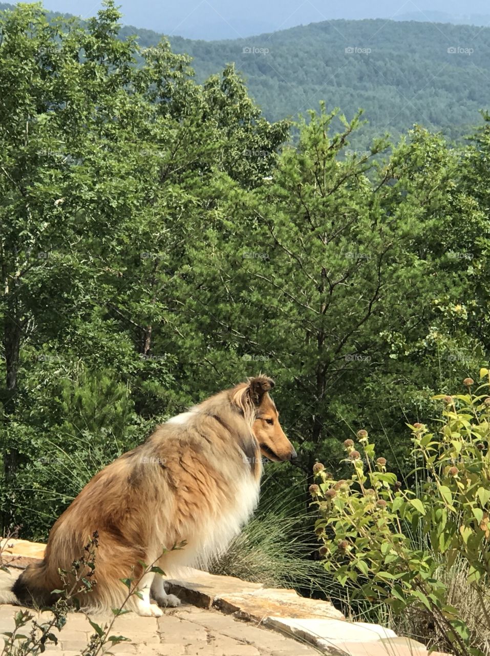 Collie looking over the ridge 