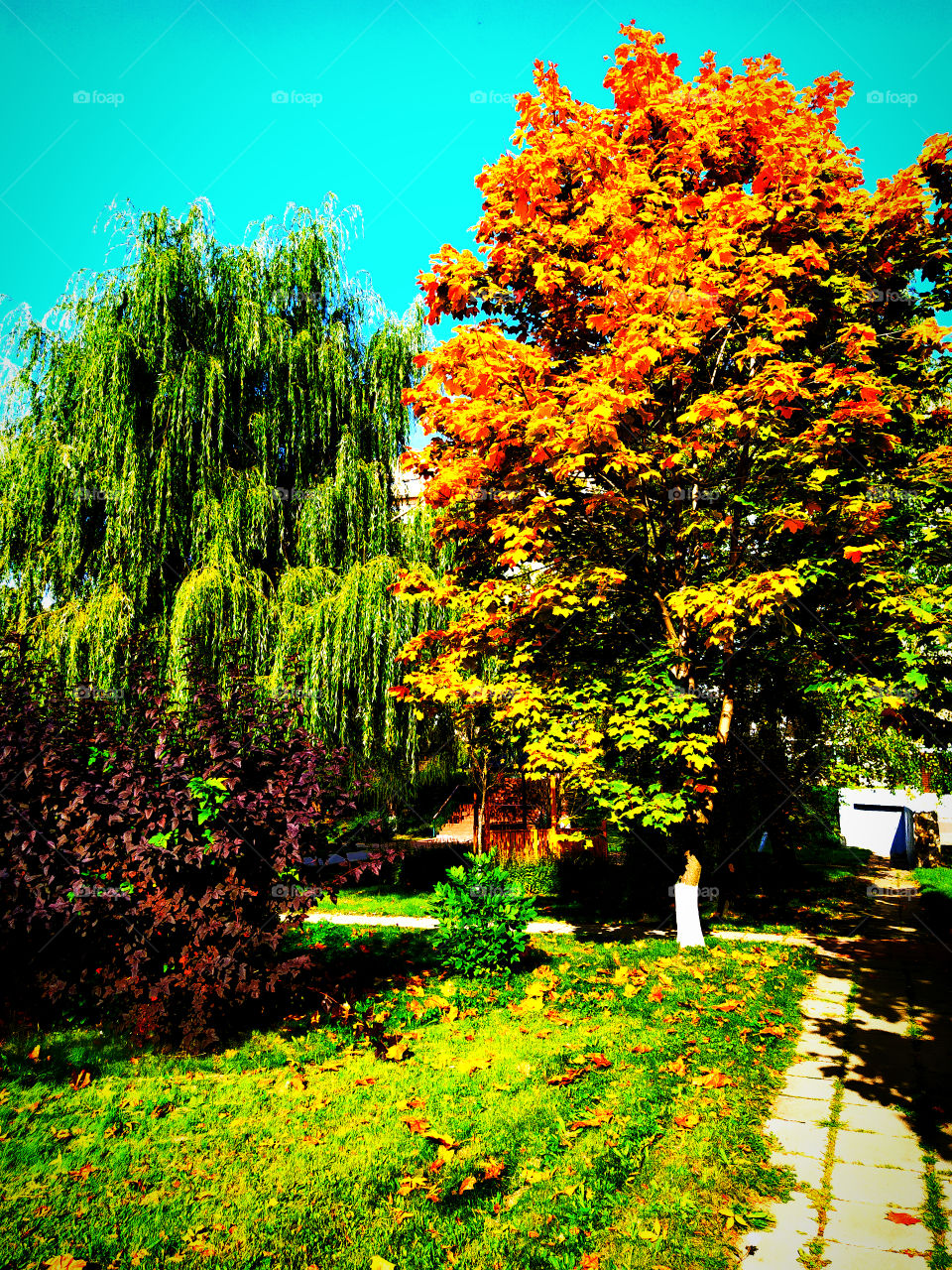 Three trees: yellow, green and dark red