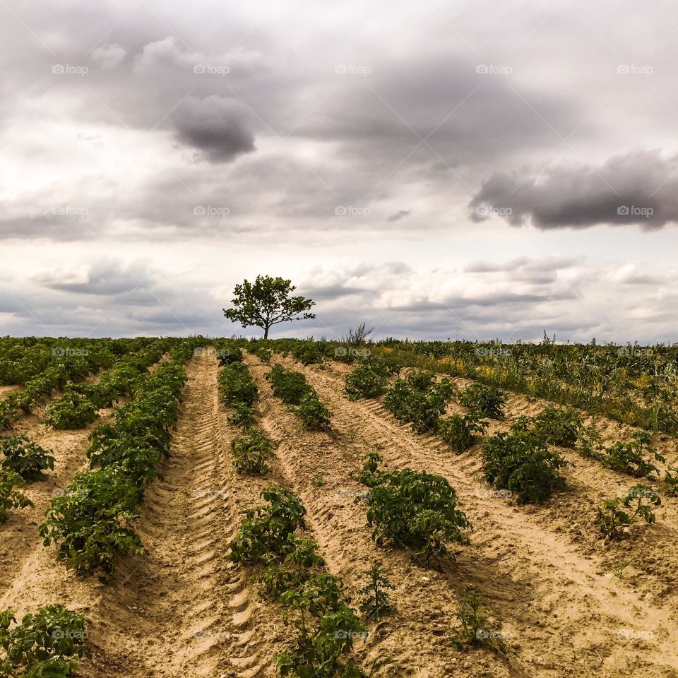 No Person, Agriculture, Rural, Nature, Landscape