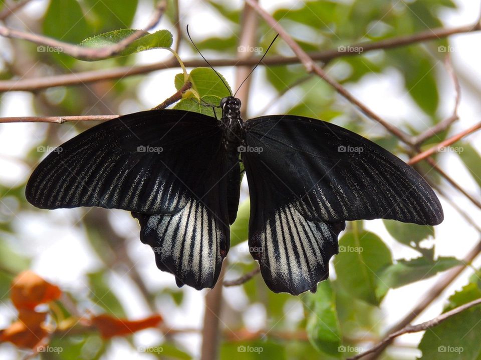Black Butterfly