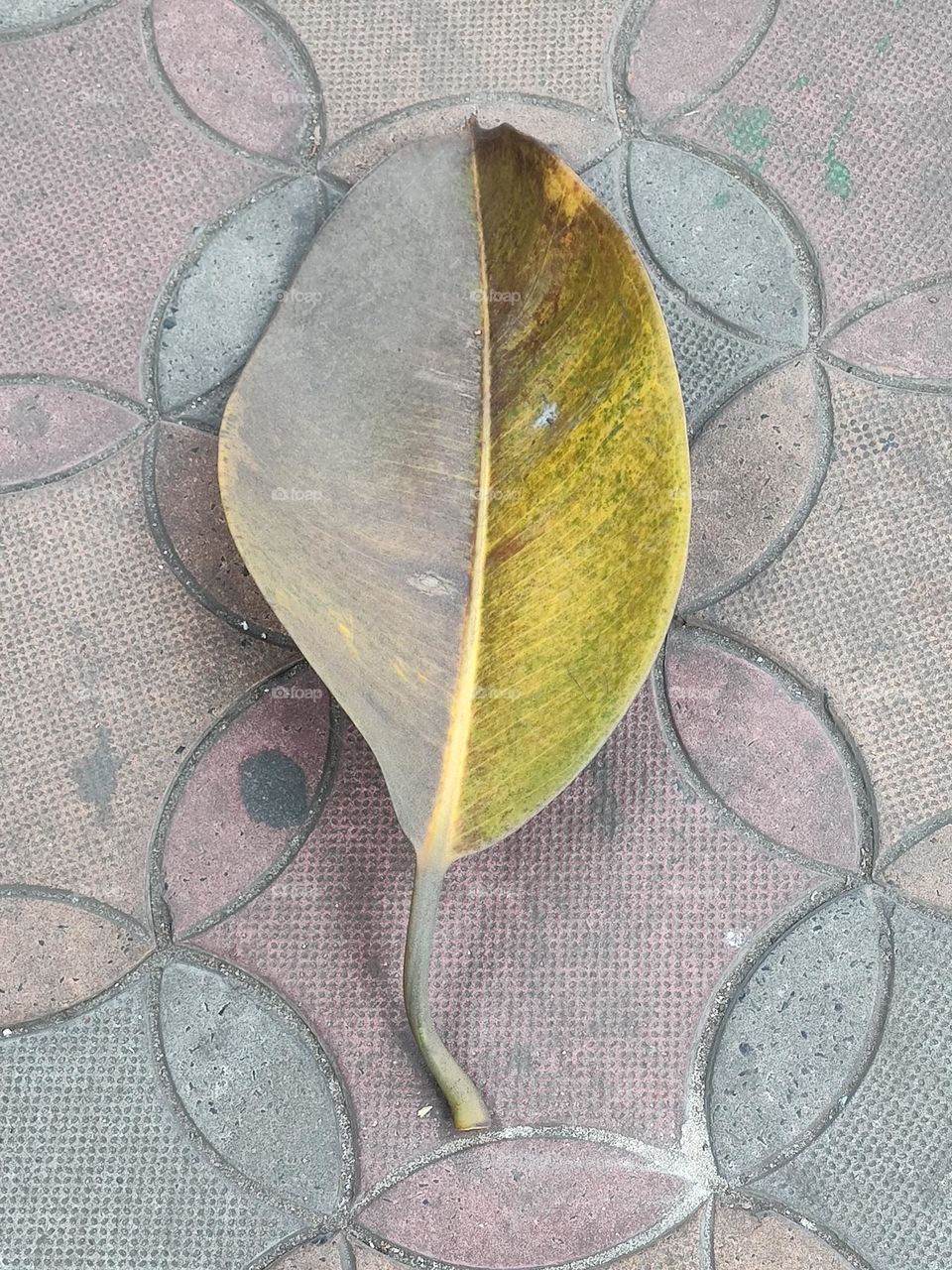 Dead leaf