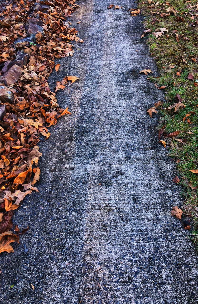 Dead leaves blown across sidewalk