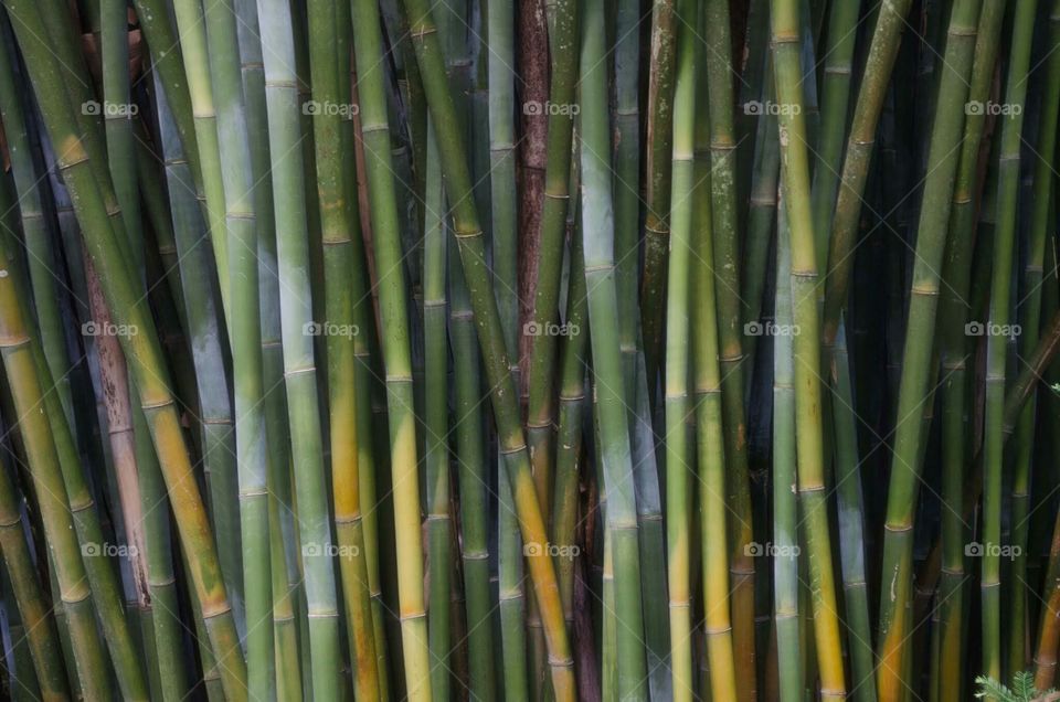 bamboo