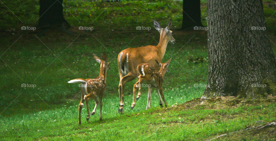 Doe with Fawns