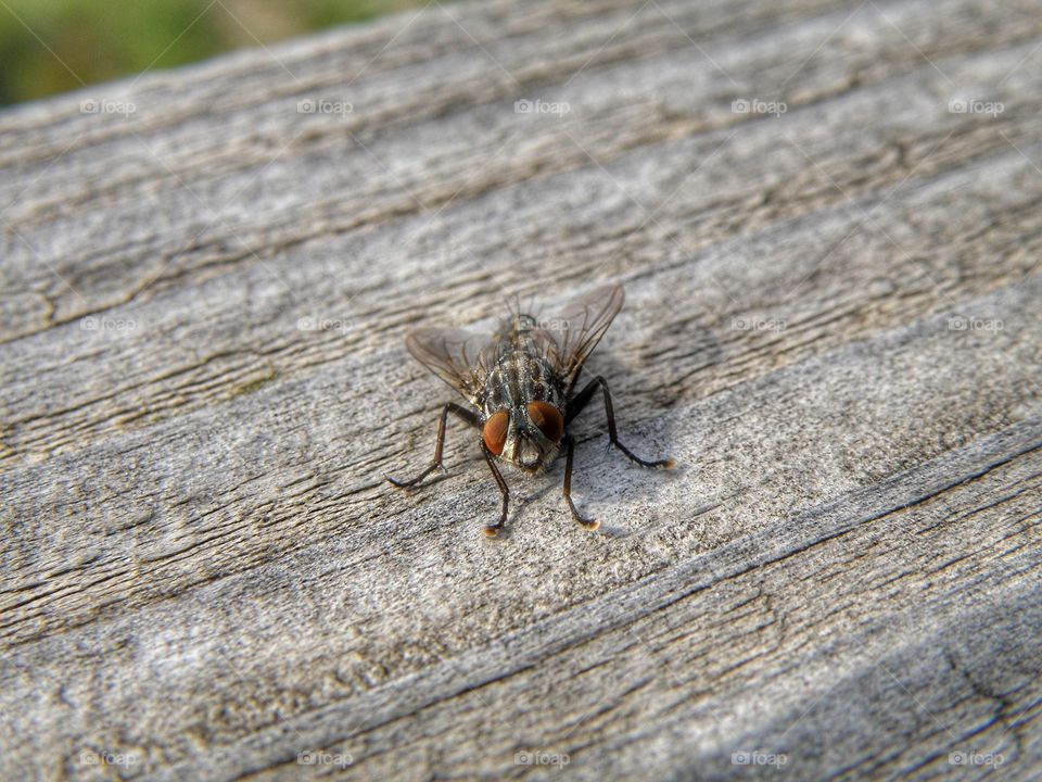 Close-up of a fly