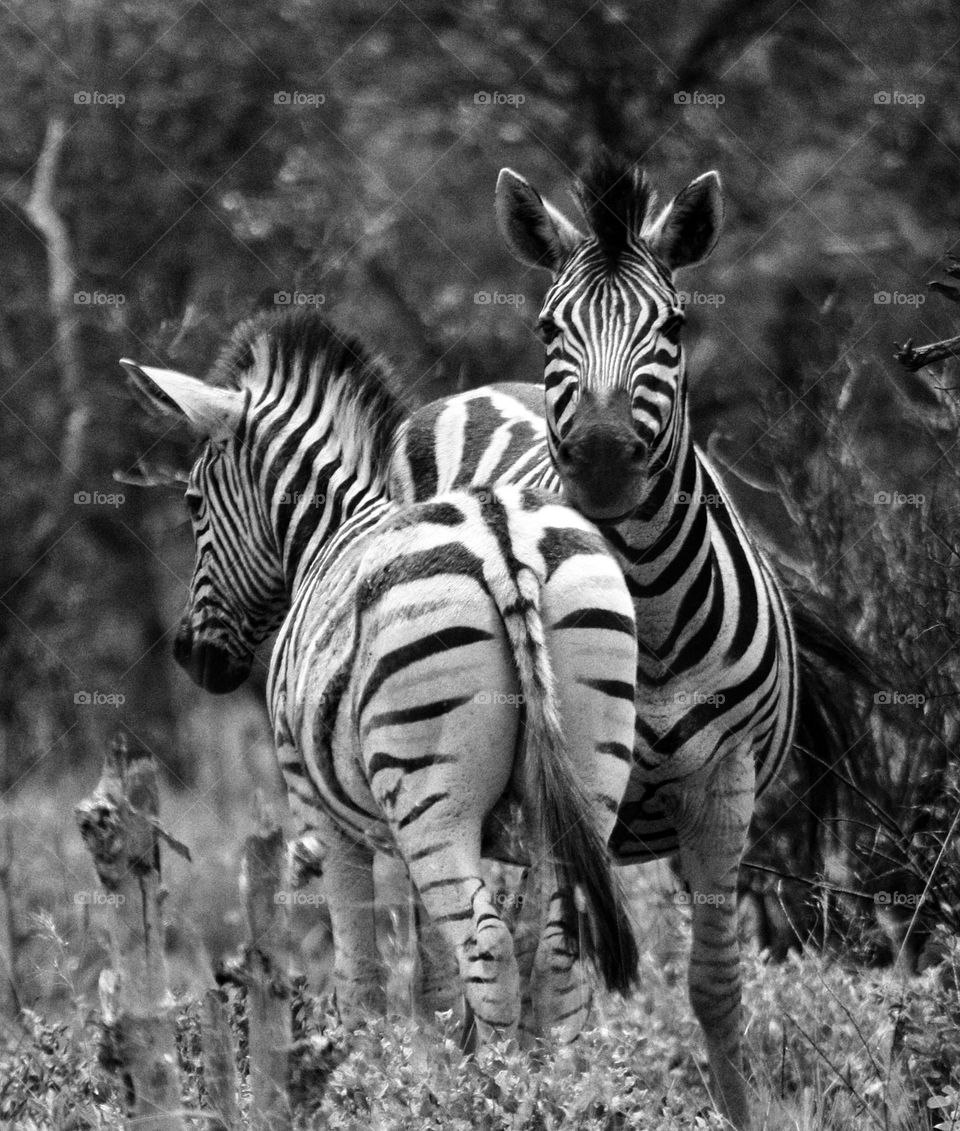 zebras in black and white watching you.