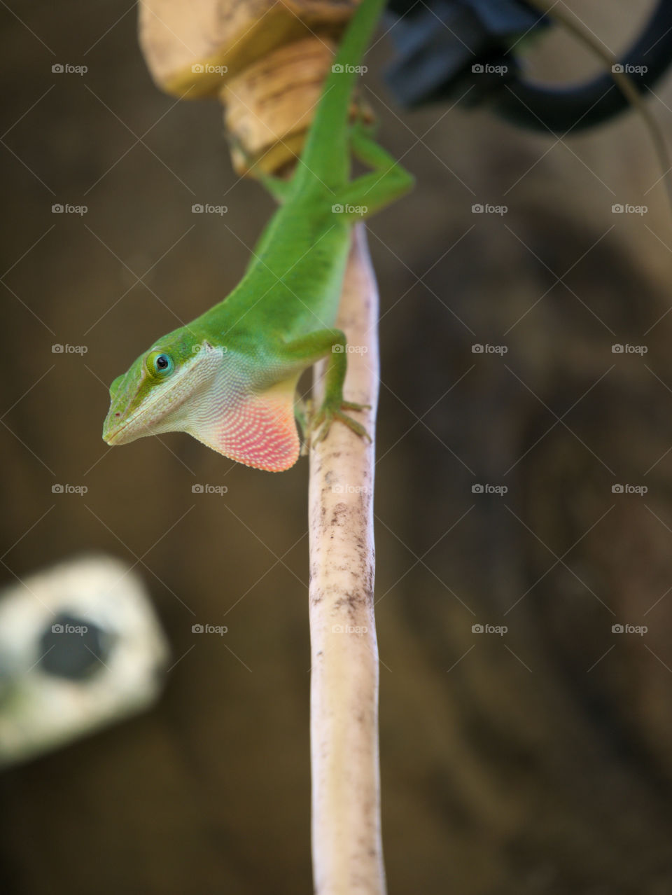 Male Green Anole Showing Off his Dewlap during Courtship Display while Perched on an Extension Cord