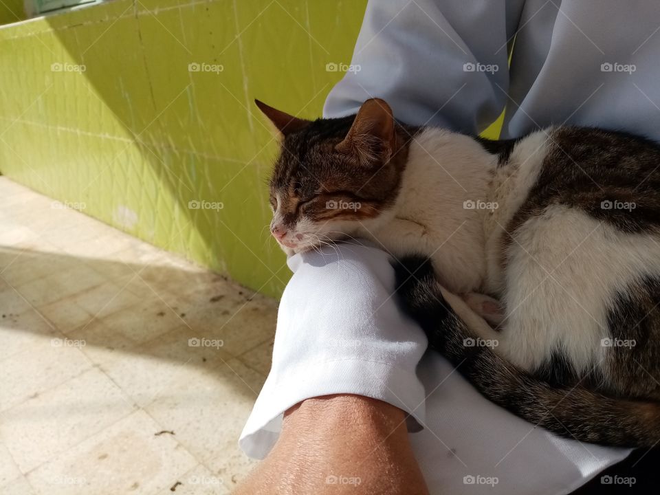 Just a few minutes this cat Will be my freind