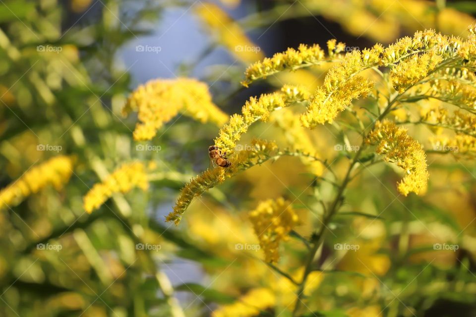 Bee on a yellow flowers 