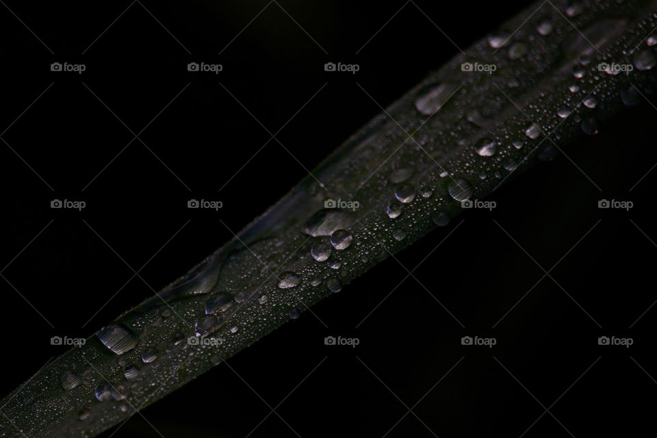 Dew water on leaf with black background