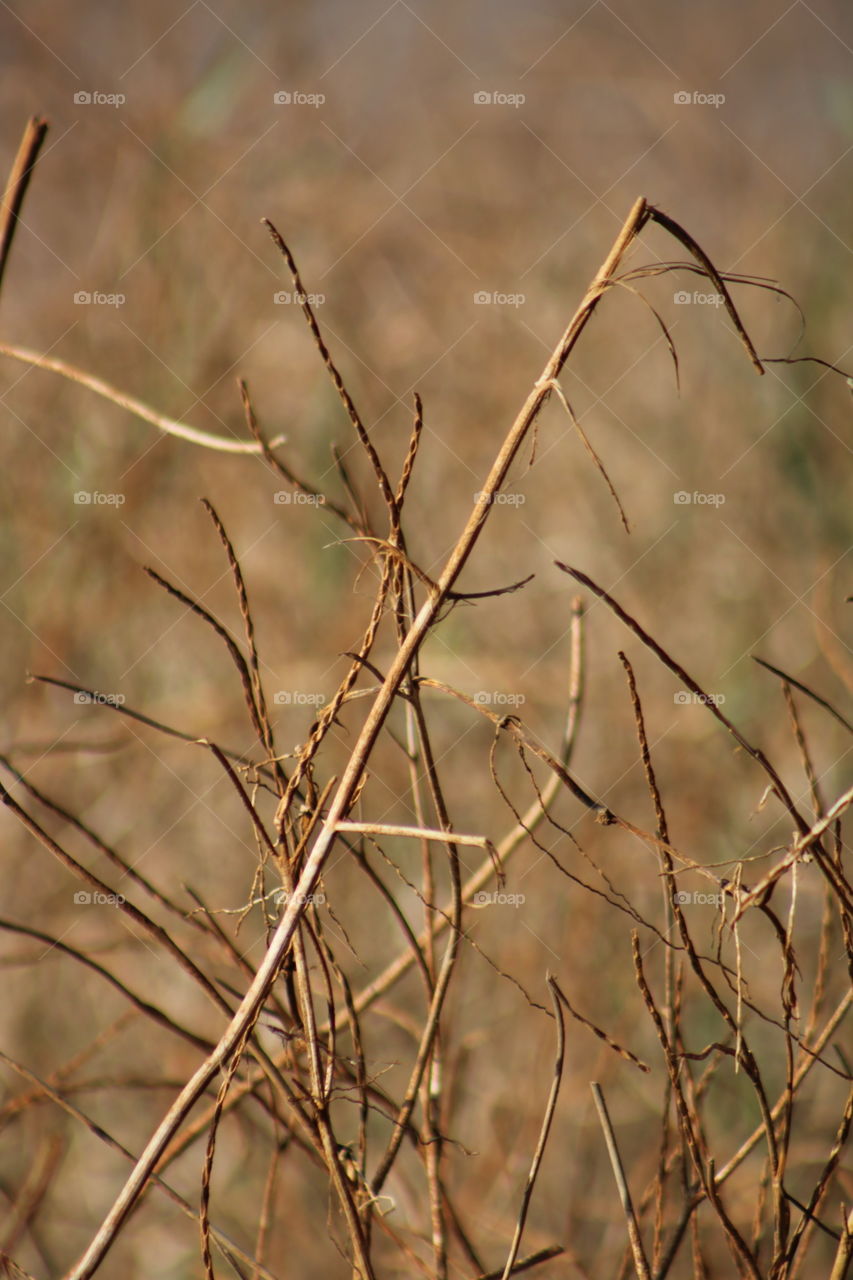 Going from March to June, the summer season is the hottest time in most of the parts of India. The most hectic season of this tropical country, summer scorches almost all the parts of India with sweltering heat.summer photography in india