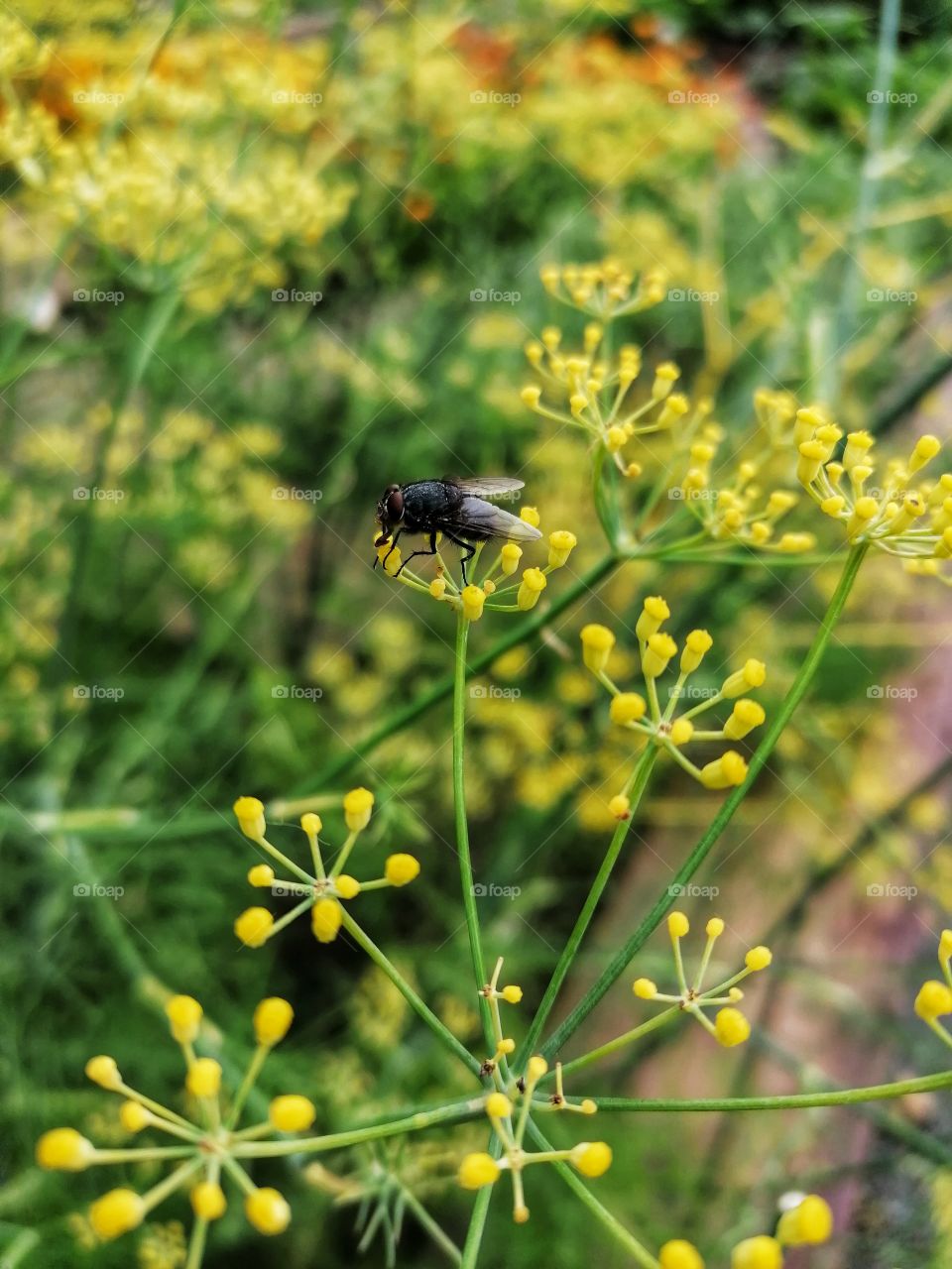 The fly thrives on dill.