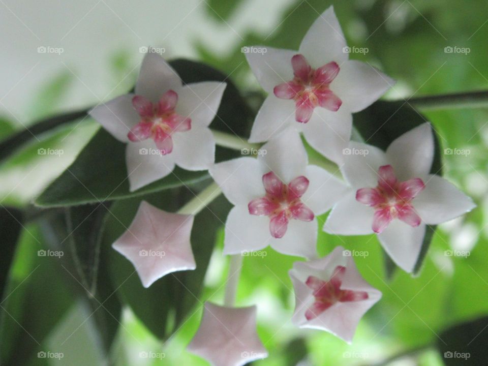 a hoya flower bloomed on my windowsill at home