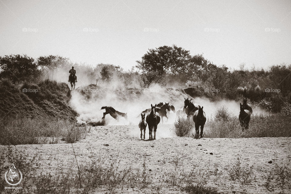 wild horses ♥️♥️