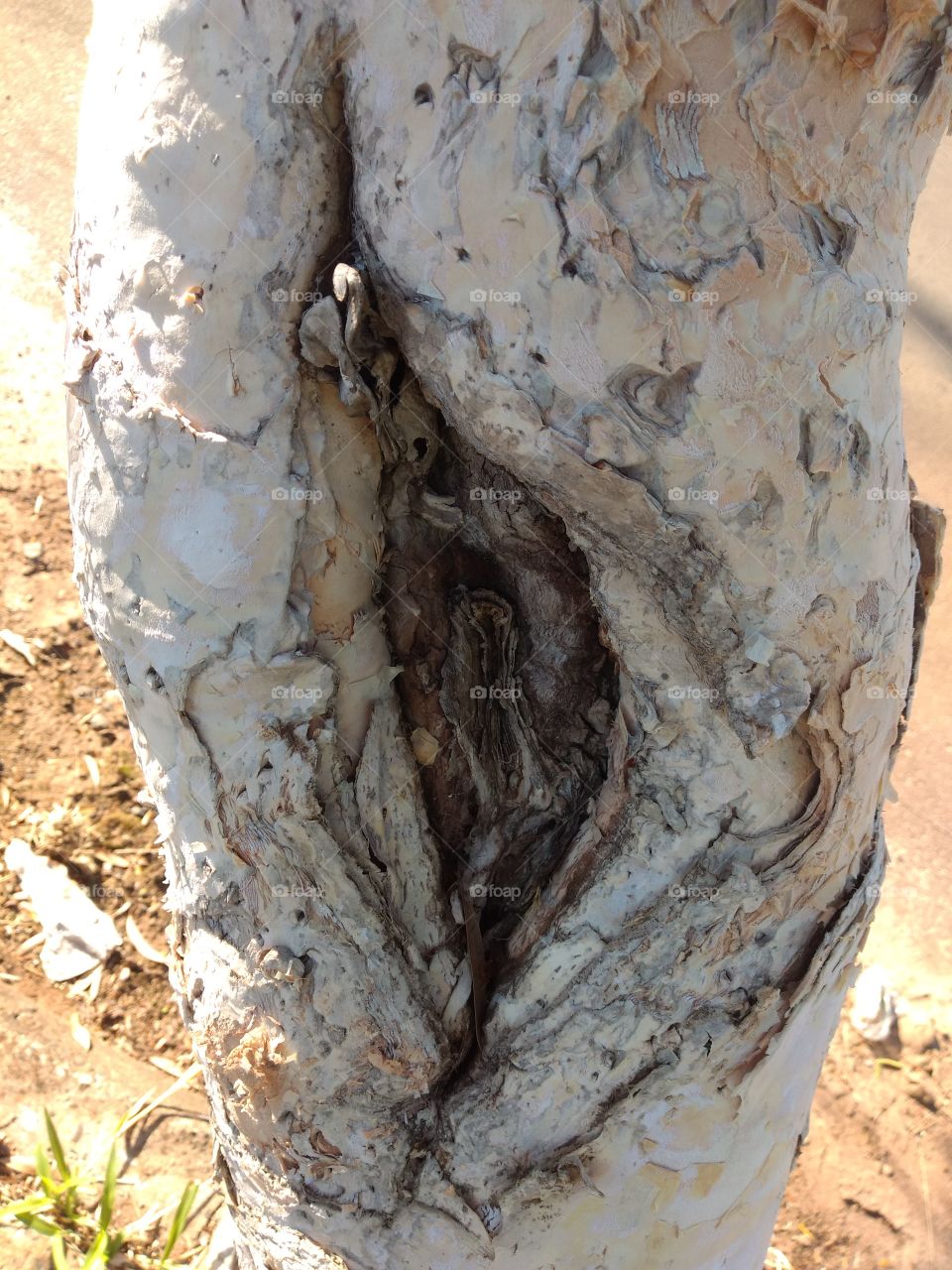 bem vindo foap natureza