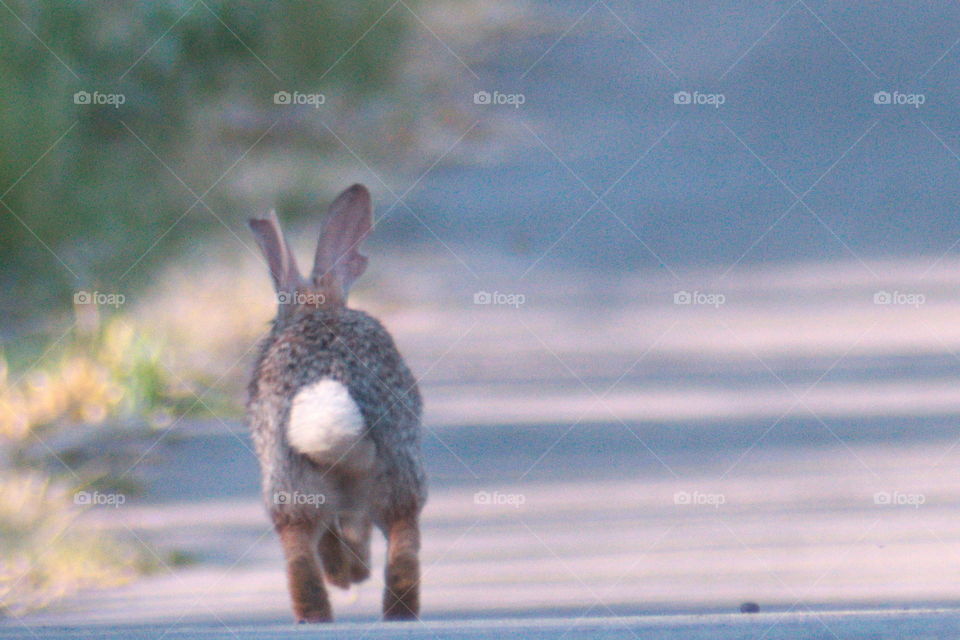 rabbit white ball tail running away jackalope