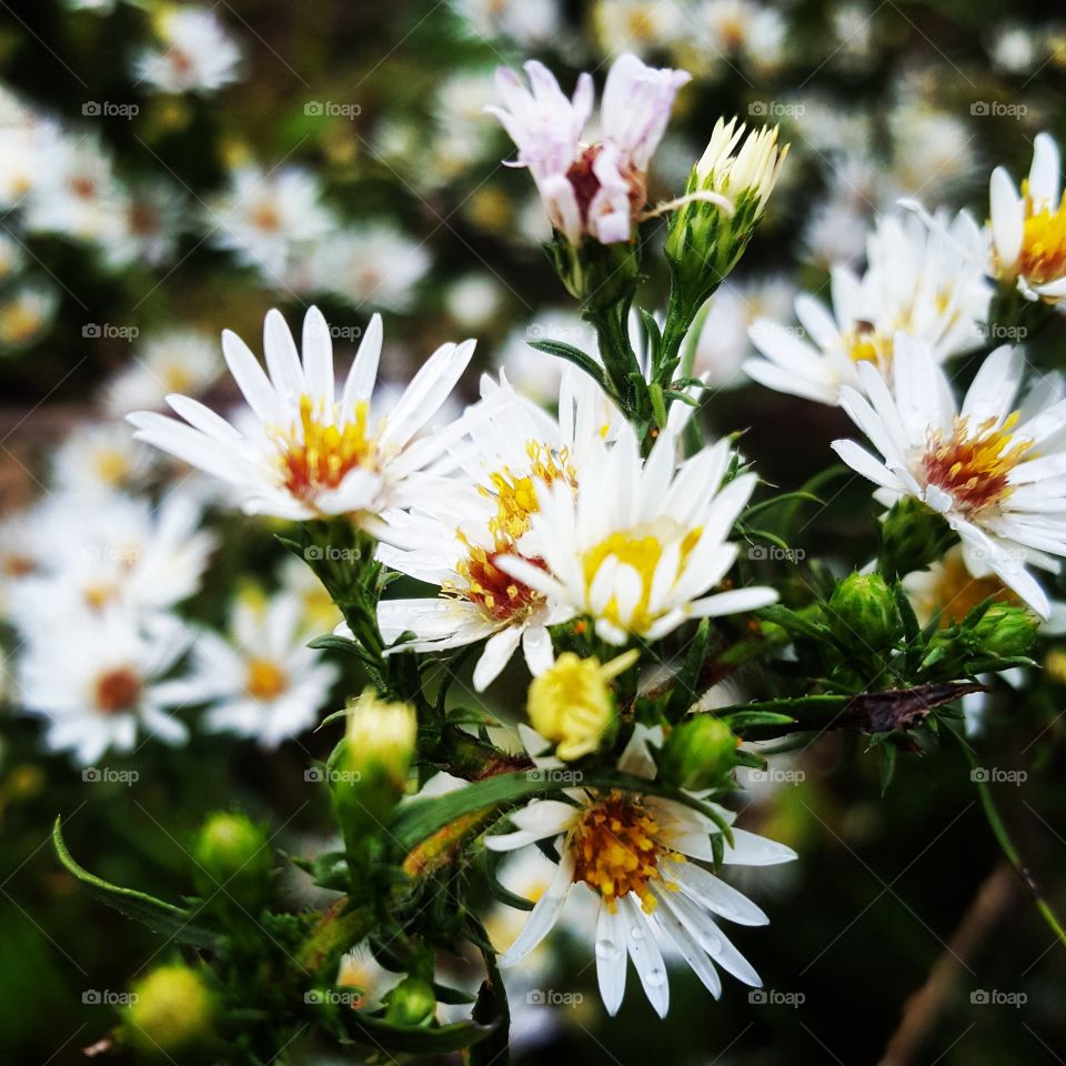 Summer white daisys