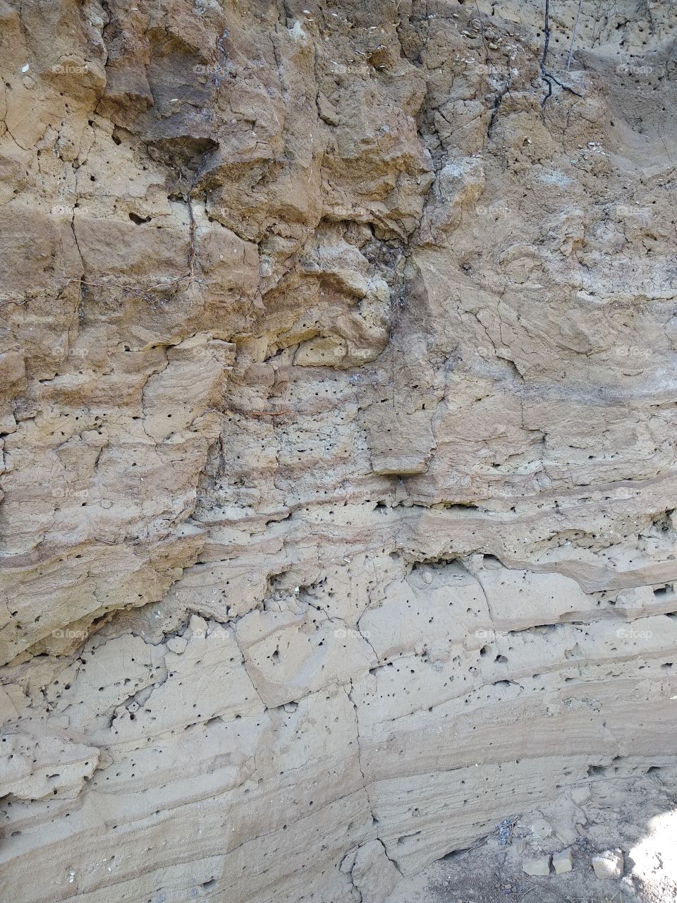 cliff with insect nests