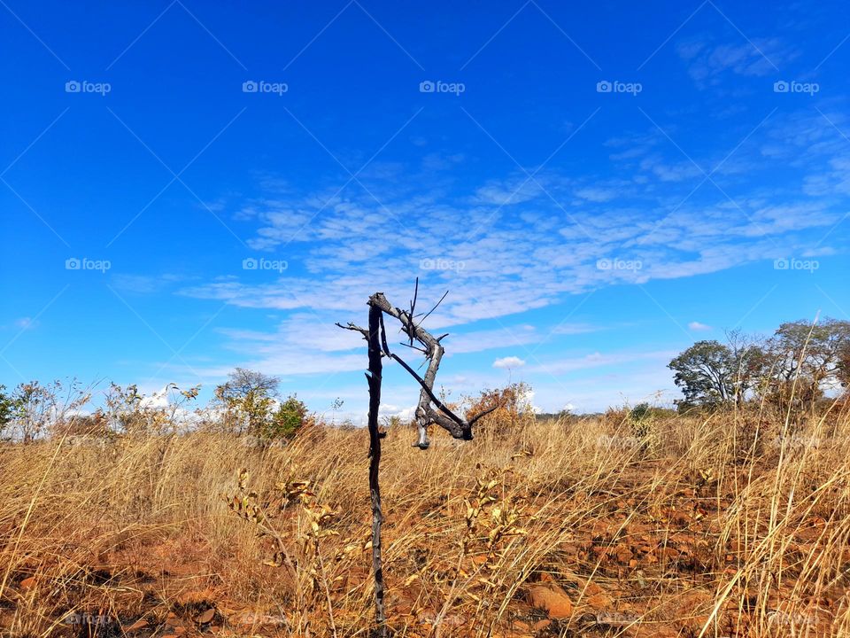 The earth 🌎 ♥ is what we have in common, lets protect our environment.