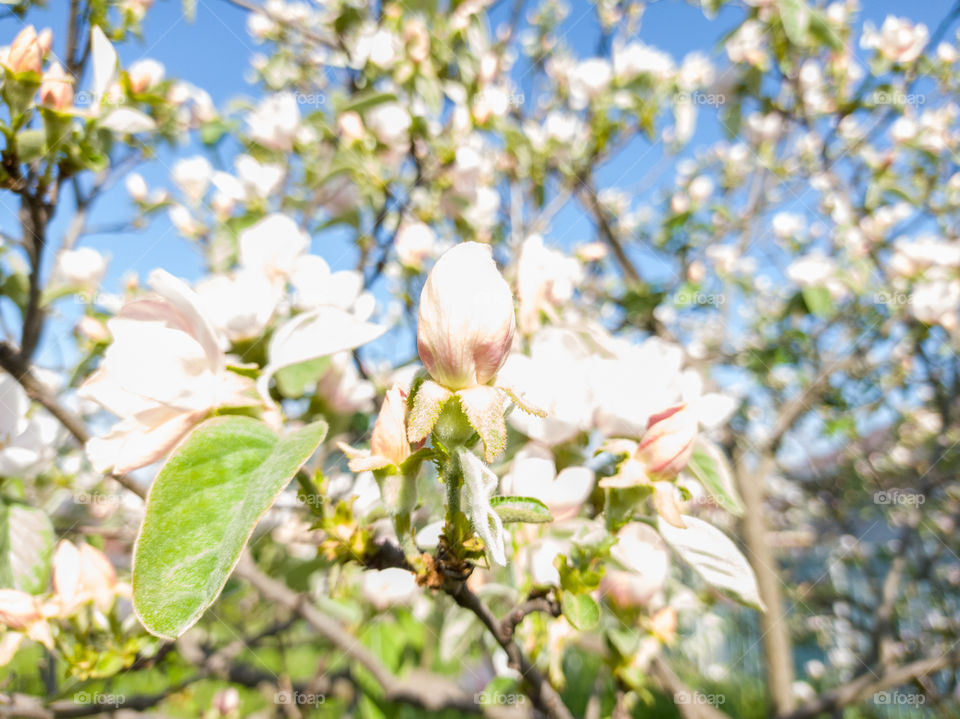 The color of quince. May