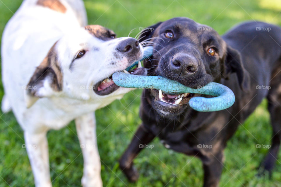 Two mixed breed dogs playing tug-of-war with a toy outdoors