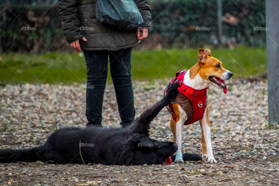 Dogs playing at the dog center