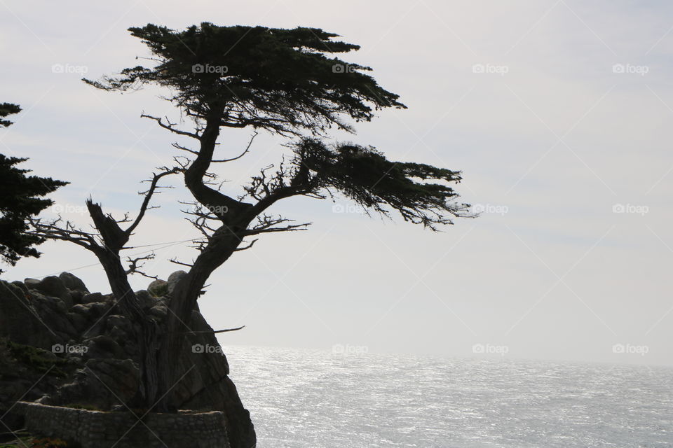 Lonely tree on top of the rock against ocean- silhouette 