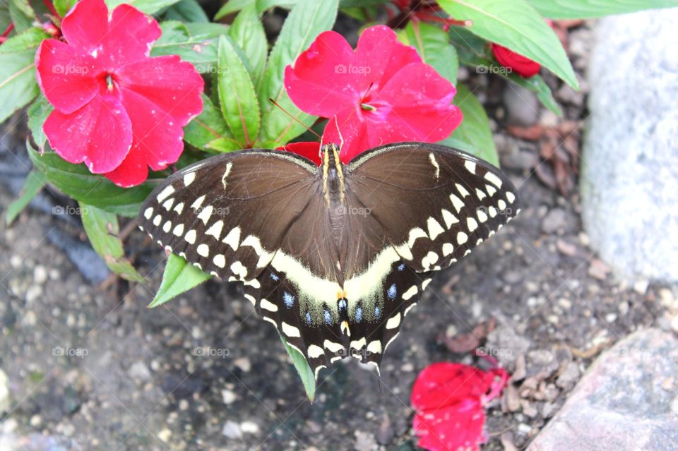 Swallowtail