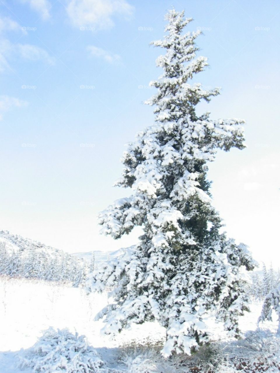 Snow on tree