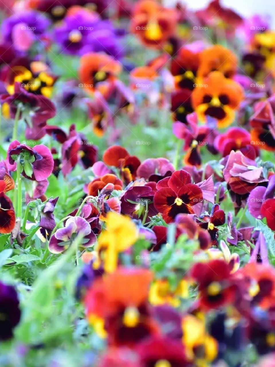 Violet flowers carpet the earth like a beautiful and colorful rainbow in spring