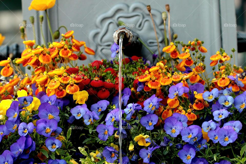 Brunnen mit Blumen