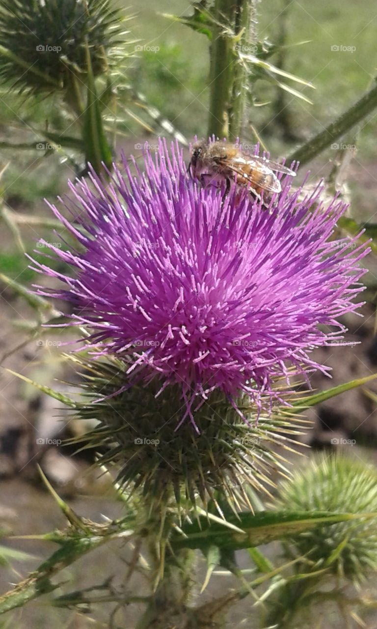 bee collecting  nectar