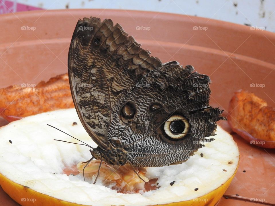 A close up of a butterfly 